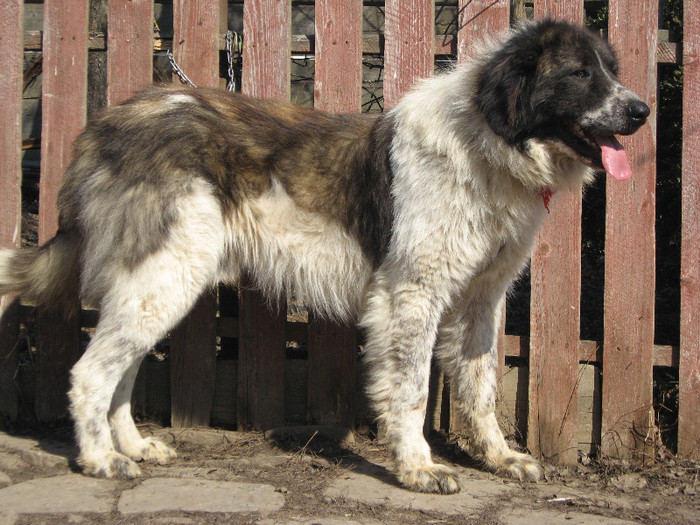 TARCU MASCUL