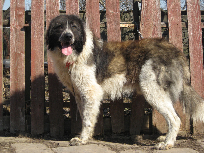 mascul