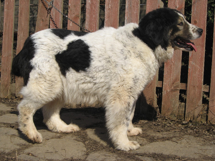 dorca femela crb