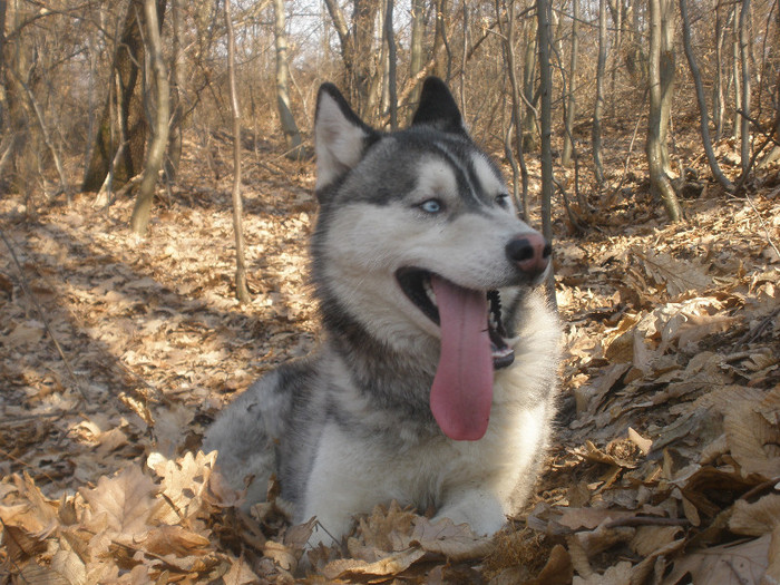 P3060084 - Husky-2011-2018 -2023