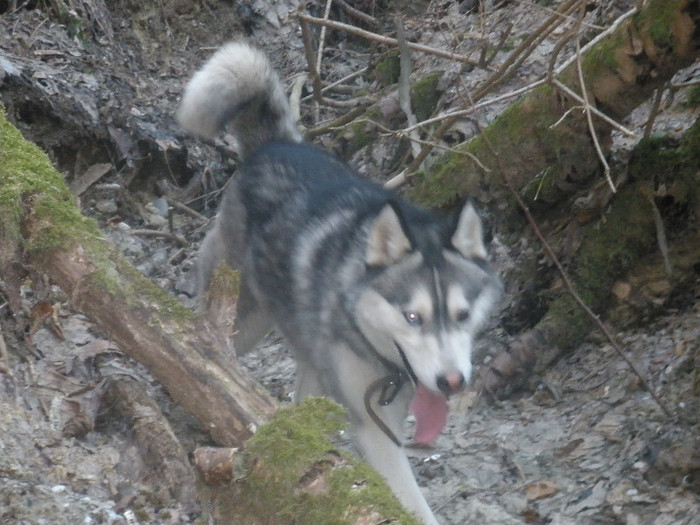 P3060046 - Husky-2011-2018 -2023