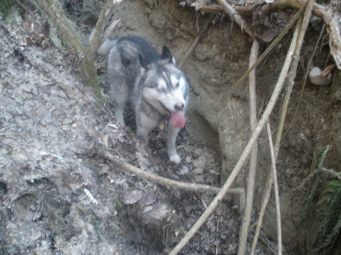 P3060048 - Husky-2011-2018 -2023