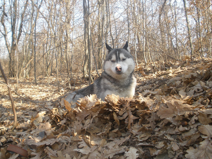 P3060082 - Husky-2011-2018 -2023