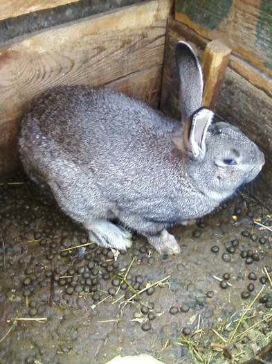 femela 2012