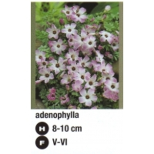 adenophylla-200x200 - ACHIZITII ATLAS PLANTS 2012