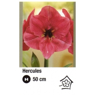 hercules-300x300 - ACHIZITII ATLAS PLANTS 2012