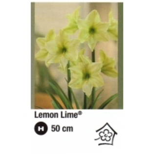 lemon lime-200x200 - ACHIZITII ATLAS PLANTS 2012