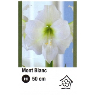mont blanc-300x300 - ACHIZITII ATLAS PLANTS 2012