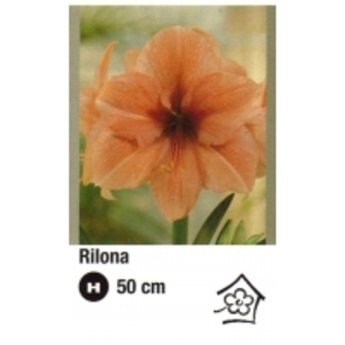 rilona-200x200 - ACHIZITII ATLAS PLANTS 2012