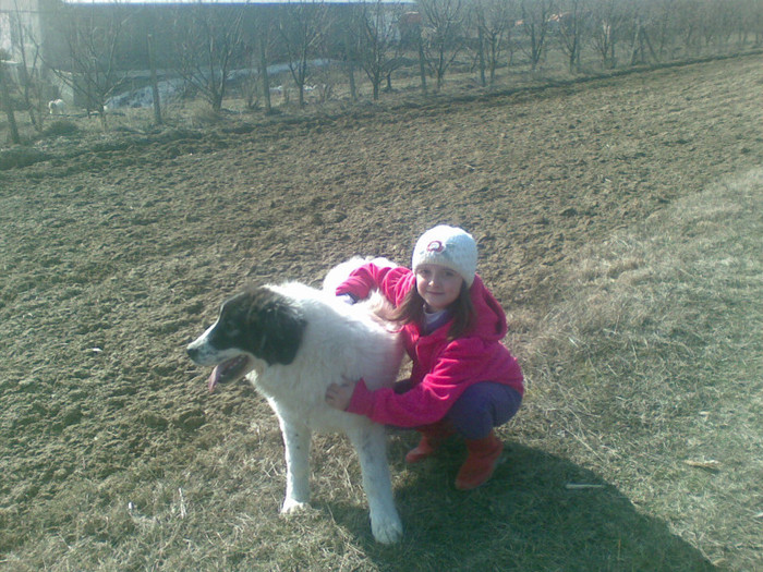 18032012(001) - caini ciobanesti de bucovina care au fost sau sunt in proprietatea mea