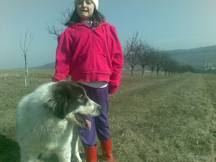 18032012(002) - caini ciobanesti de bucovina care au fost sau sunt in proprietatea mea
