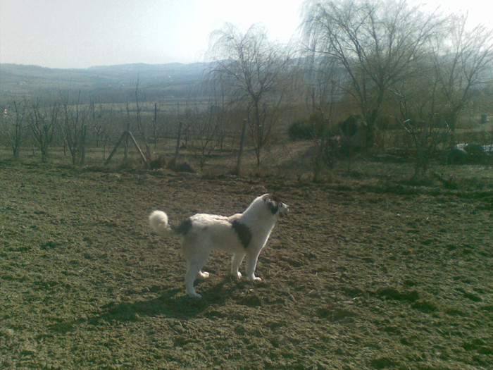 18032012 - caini ciobanesti de bucovina care au fost sau sunt in proprietatea mea