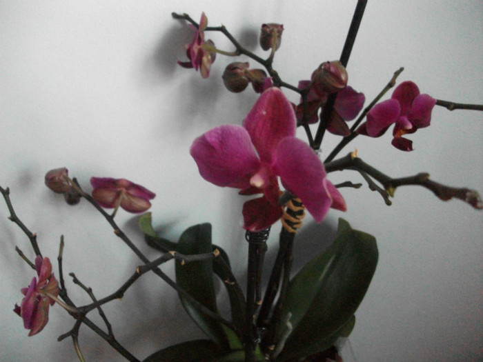 poze 2070 - orhidee martie