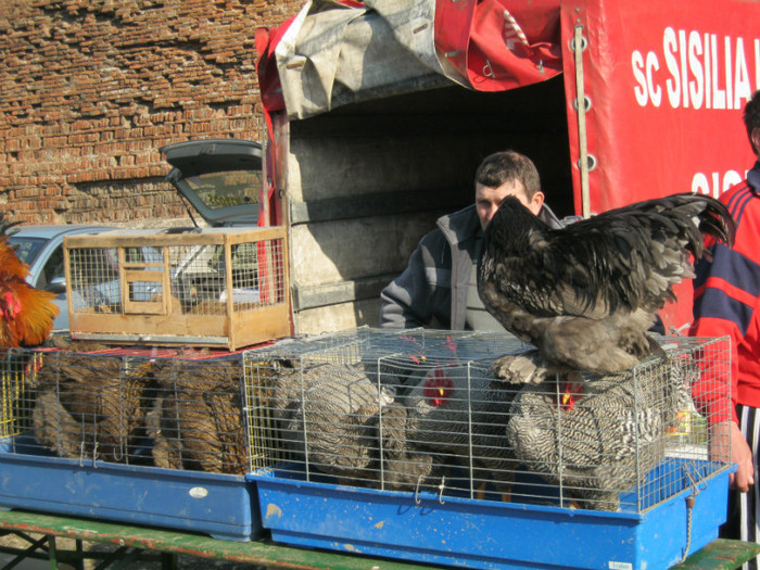 IMG_0141 - targ asociatia nufarul Oradea martie 2012