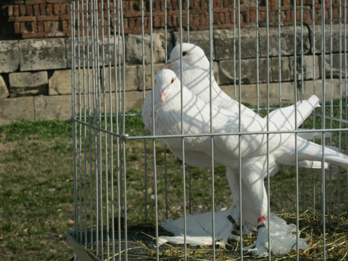 IMG_0145 - targ asociatia nufarul Oradea martie 2012