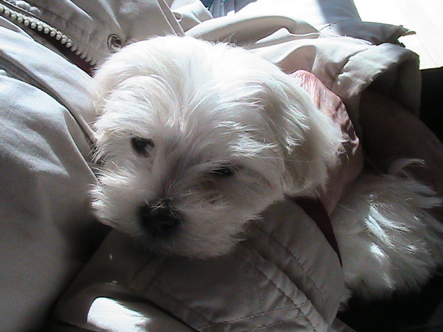 UN NOU MEMBRU AL FAMILIEI