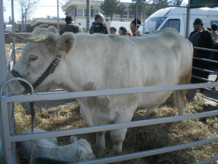 P3100213 - AgroExpo Bucovina - 2012