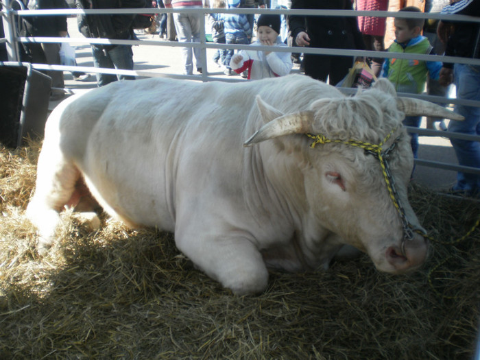 P3100218 - AgroExpo Bucovina - 2012