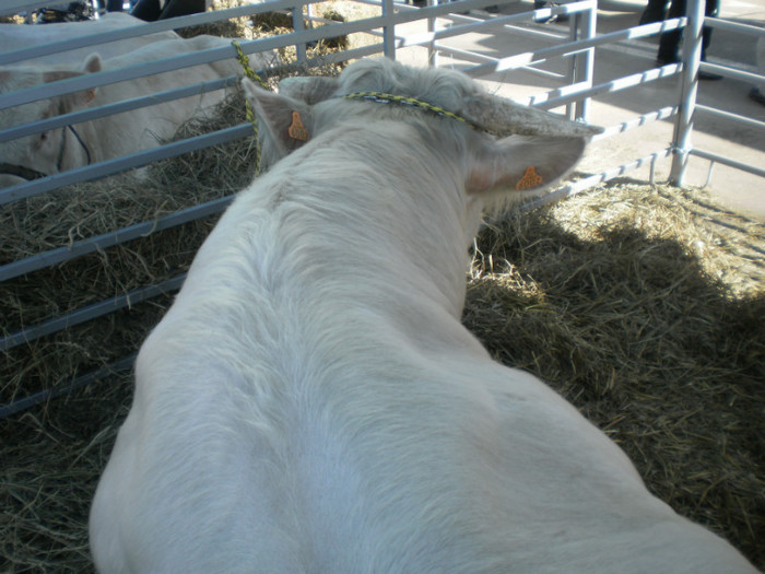 P3100221 - AgroExpo Bucovina - 2012