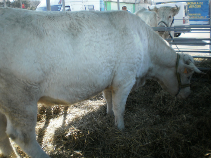 P3100223 - AgroExpo Bucovina - 2012