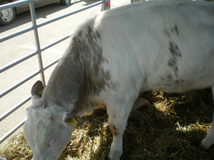 P3100228 - AgroExpo Bucovina - 2012