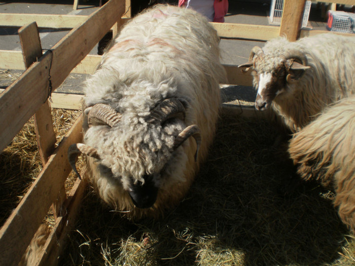 P3100235 - AgroExpo Bucovina - 2012