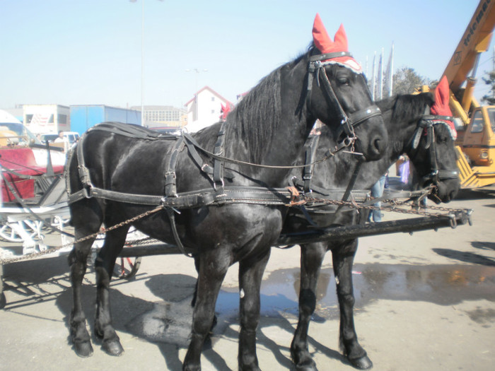 P3100236 - AgroExpo Bucovina - 2012