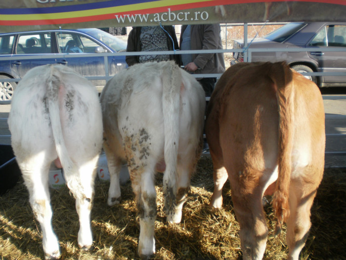 P3100241 - AgroExpo Bucovina - 2012