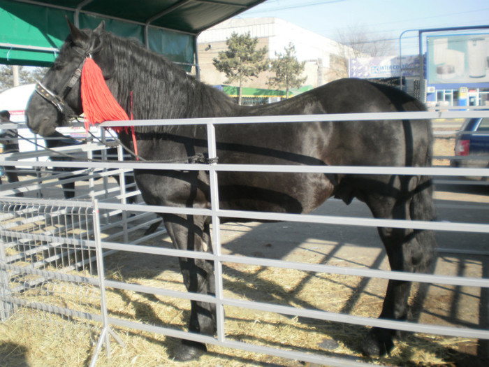 P3100243 - AgroExpo Bucovina - 2012