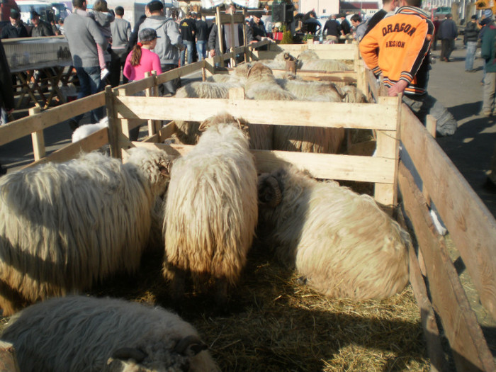 P3100245 - AgroExpo Bucovina - 2012