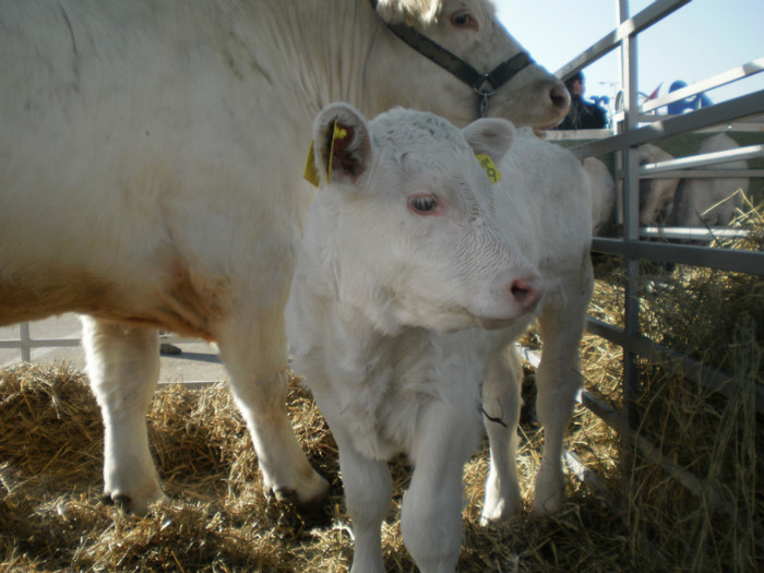 P3100247 - AgroExpo Bucovina - 2012