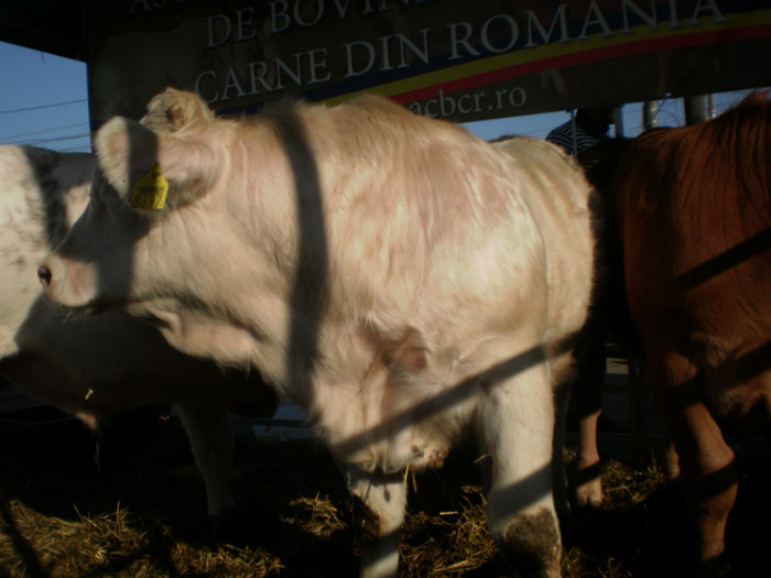 P3100252 - AgroExpo Bucovina - 2012