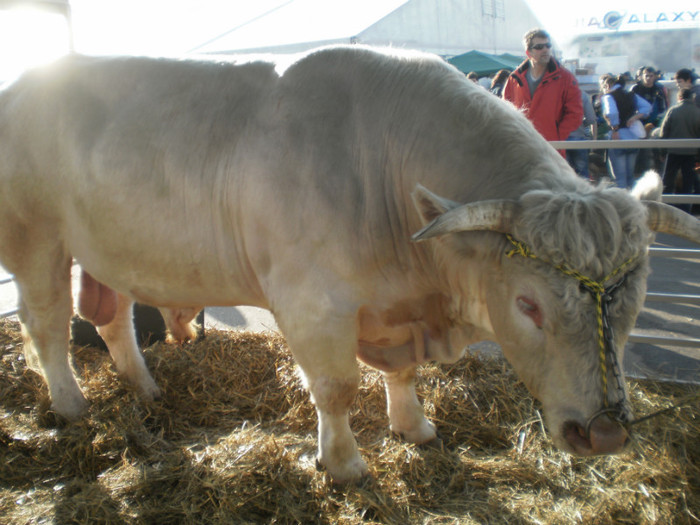 P3100262 - AgroExpo Bucovina - 2012