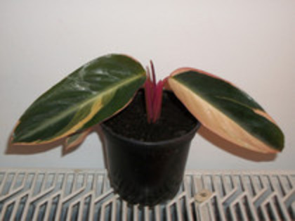 calathea