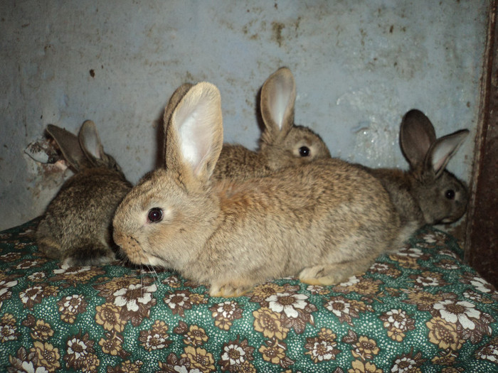 DSC02718 - iepuri urias belgian