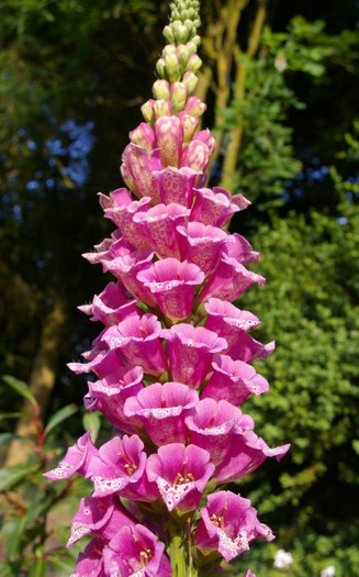 Digitalis