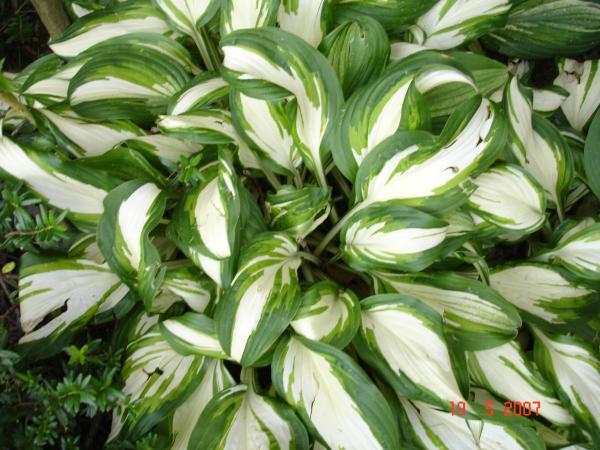 Hosta