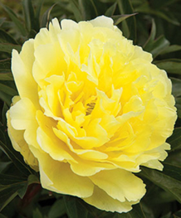 Paeonia Yellow Doodle Dandy - 1-Preferatel mele daca as avea casa cu gradina