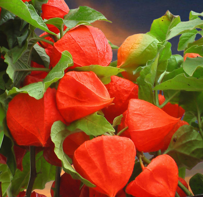 Physalis franchetti Orange - 1-Preferatel mele daca as avea casa cu gradina