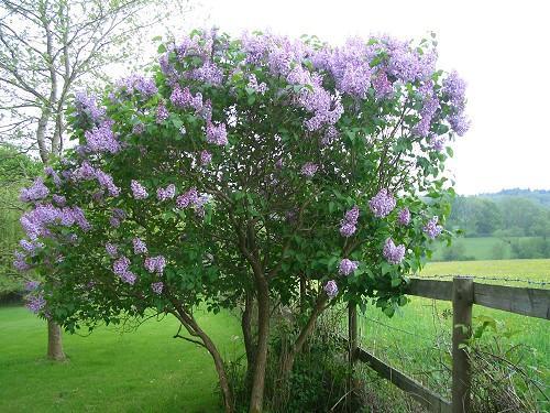 Syringa vulgaris - Liliac - 1-Preferatel mele daca as avea casa cu gradina