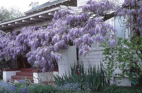 Wisteria Sinensis %u2013 liliacul chinezesc - 1-Preferatel mele daca as avea casa cu gradina