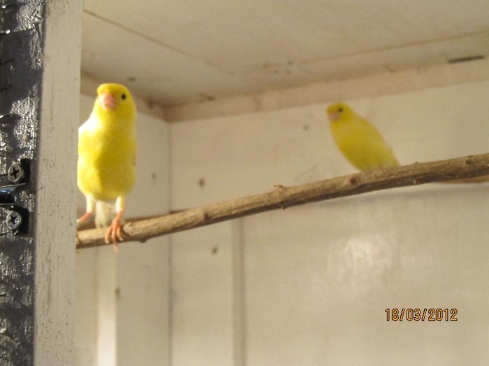 Picture 013 - canari malinois