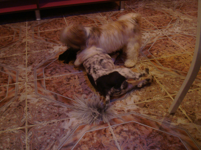 DSC00111 - 5--shitzu