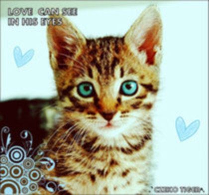 x. Miau`...