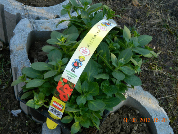 petunii rosii , Baumax