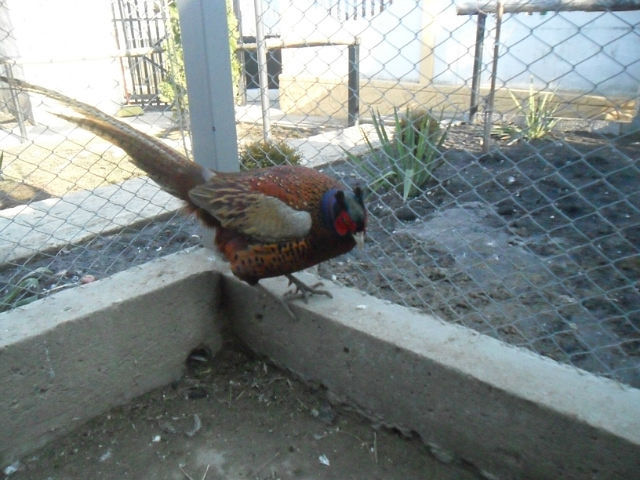 Masculul - Fazanii mei