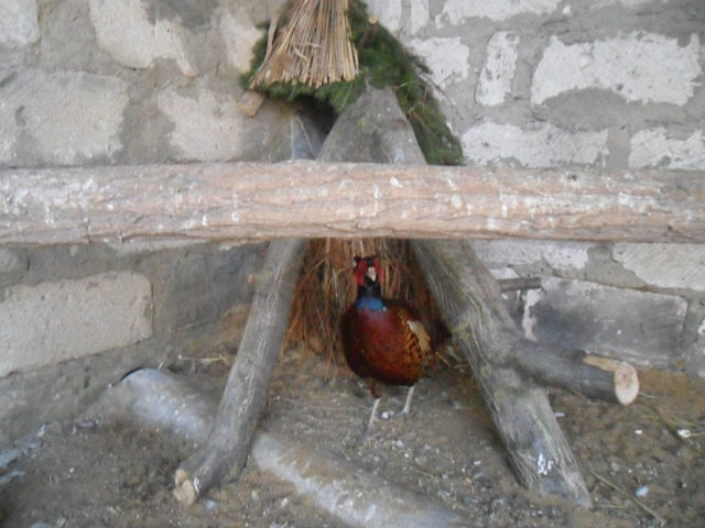 Masculul pazeste cuibarul