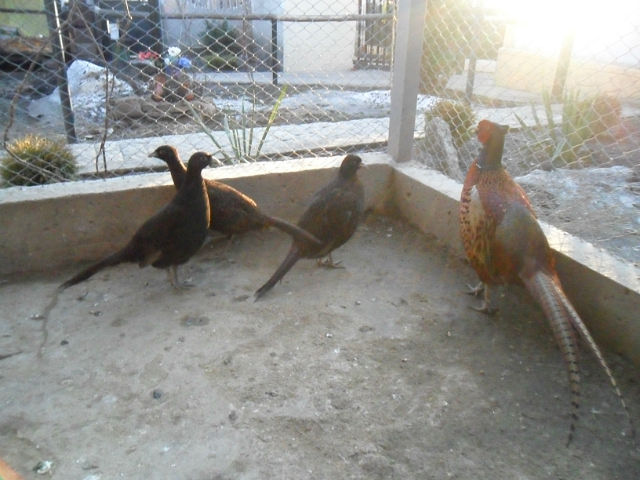 Masculul cu noile femele