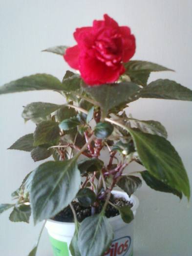 19 martie 2012; impatiens rosu batut
