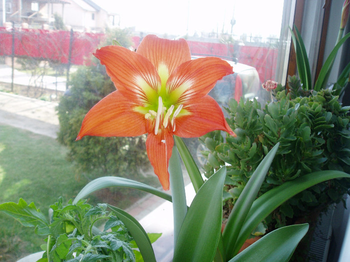 P1010083 - Flori 2012